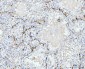 Anti-FABP4 Antibody Picoband™ (monoclonal, 10E12)